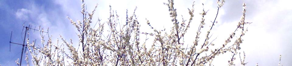 flowering rechitsa.jpg